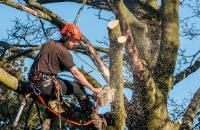 All Shores Tree Services image 5